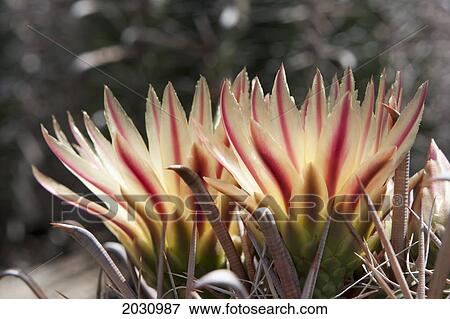 Close Up Of A Backlit Cactus Flower; Palm Springs California United States Of America View Large Photo Image Stock Photo - Close Up Of A Backlit Cactus Flower; Palm Springs California United States Of America. Fotosearch