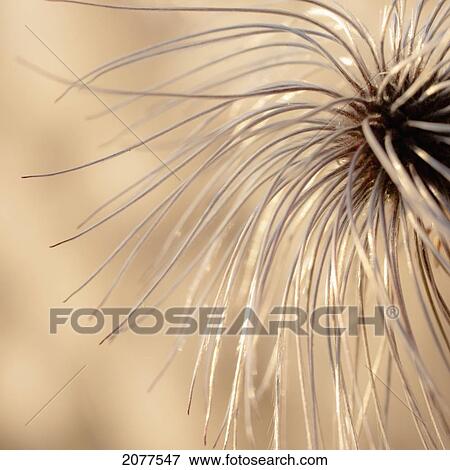 Stock Photo - Close up of a clematis; spruce grove alberta canada. Fotosearch