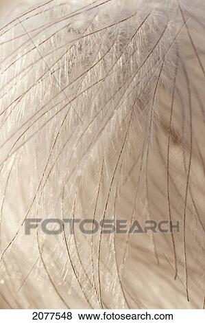Stock Photo - Close up of a clematis; spruce grove alberta canada. Fotosearch