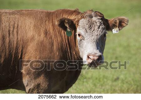 Close Up Of A Cow In A Field Near Trochu; Alberta Canada View Large Photo Image Stock Image - Close Up Of A Cow In A Field Near Trochu; Alberta Canada. Fotosearch