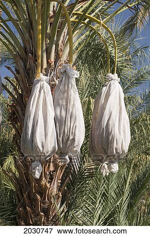 Close Up Of A Date Tree With Covered Sacks On Date Clusters; Palm Springs California United States Of America View Large Photo Image Stock Photo - Close Up Of A Date Tree With Covered Sacks On Date Clusters; Palm Springs California United States Of America. Fotosearch