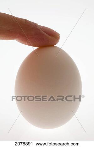 Close up of a egg with a finger holding it on the top; calgary alberta canada View Large Photo Image Stock Image - Close up of a egg with a finger holding it on the top; calgary alberta canada. Fotosearch