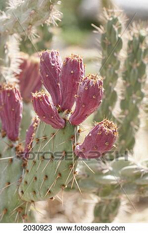 Close Up Of A Flowering Cactus; Palm Springs California United States Of America View Large Photo Image Stock Image - Close Up Of A Flowering Cactus; Palm Springs California United States Of America. Fotosearch