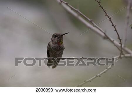 Close Up Of A Hummingbird On A Tree Branch; Palm Springs California United States Of America View Large Photo Image Stock Image - Close Up Of A Hummingbird On A Tree Branch; Palm Springs California United States Of America. Fotosearch