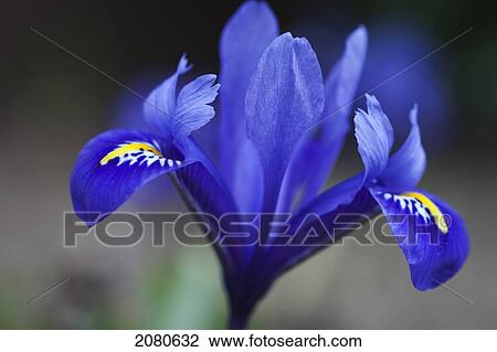Close up of a purple flower; whitburn tyne and wear england View Large Photo Image Stock Image - Close up of a purple flower; whitburn tyne and wear england. Fotosearch