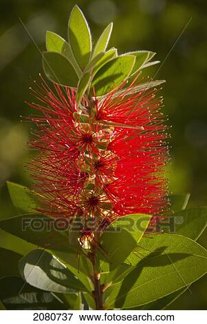Close up of a red flower; chacras de coria mendoza argentina View Large Photo Image Stock Photo - Close up of a red flower; chacras de coria mendoza argentina. Fotosearch