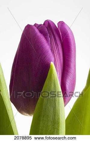 Close up of a single purple tulip with some green leaves; calgary alberta canada View Large Photo Image Stock Photography - Close up of a single purple tulip with some green leaves; calgary alberta canada. Fotosearch