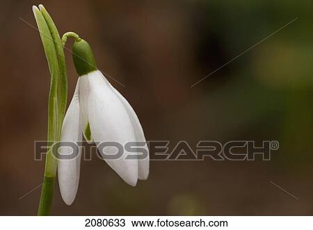 Close up of a snowdrop (galanthus); whitburn tyne and wear england View Large Photo Image Stock Image - Close up of a snowdrop (galanthus); whitburn tyne and wear england. Fotosearch