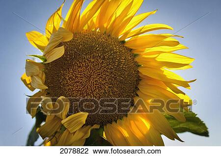Stock Image - Close up of a sunflower; davis california united states of america. Fotosearch