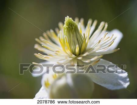 Close up of a white wildflower; sutter buttes california united states of america View Large Photo Image Stock Photograph - Close up of a white wildflower; sutter buttes california united states of america. Fotosearch