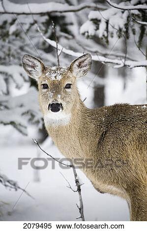 Close up of a young deer in a snow covered forest; kananaskis country alberta canada View Large Photo Image Stock Photography - Close up of a young deer in a snow covered forest; kananaskis country alberta canada. Fotosearch