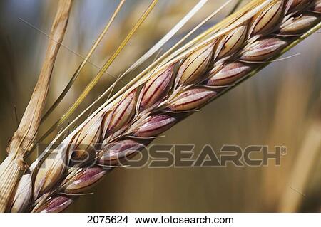 Picture - Close Up Of Almost Ripe Barley Head; Alberta Canada. Fotosearch