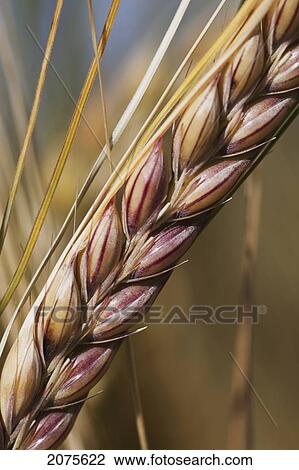 Stock Image - Close Up Of Almost Ripe Barley Head; Alberta Canada. Fotosearch