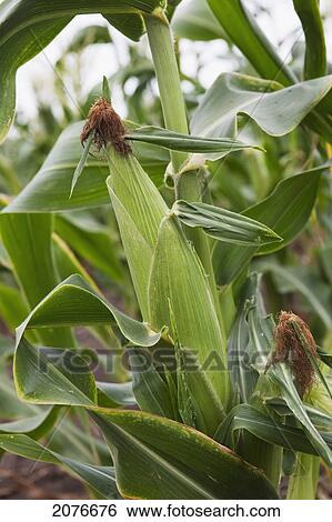 Close up of an ear of corn on corn plant; port colborne ontario canada View Large Photo Image Stock Photograph - Close up of an ear of corn on corn plant; port colborne ontario canada. Fotosearch