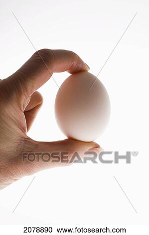 Close up of an egg held between a female's thumb and finger; calgary alberta canada View Large Photo Image Stock Image - Close up of an egg held between a female's thumb and finger; calgary alberta canada. Fotosearch