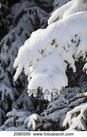 Close up of an evergreen tree covered in snow highlighted by the morning sun; calgary alberta canada View Large Photo Image Stock Photography - Close up of an evergreen tree covered in snow highlighted by the morning sun; calgary alberta canada. Fotosearch