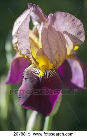 Close up of an iris; wilbur springs california united states of america View Large Photo Image Stock Photography - Close up of an iris; wilbur springs california united states of america. Fotosearch