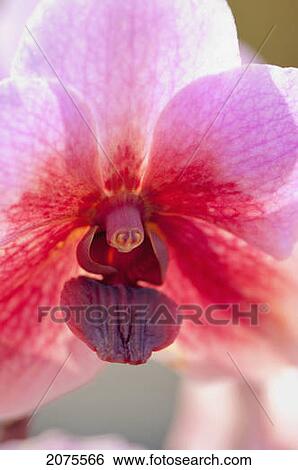 Stock Photograph - Close Up Of An Orchid; Captain Cook Hawaii United States Of America. Fotosearch