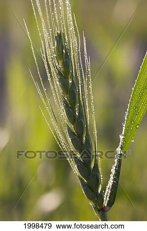 Close Up Of An Unripened Wheat Head Backlit With Dew Droplets; High River Alberta Canada View Large Photo Image Stock Photo - Close Up Of An Unripened Wheat Head Backlit With Dew Droplets; High River Alberta Canada. Fotosearch