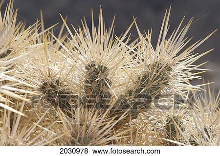 Stock Photo - Close Up Of Backlit Cactus Spikes; Palm Springs California United States Of America. Fotosearch