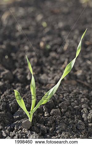 Close Up Of Barley Seedlings At The Three Leaf Stage; Black Diamond Alberta Canada View Large Photo Image Stock Image - Close Up Of Barley Seedlings At The Three Leaf Stage; Black Diamond Alberta Canada. Fotosearch