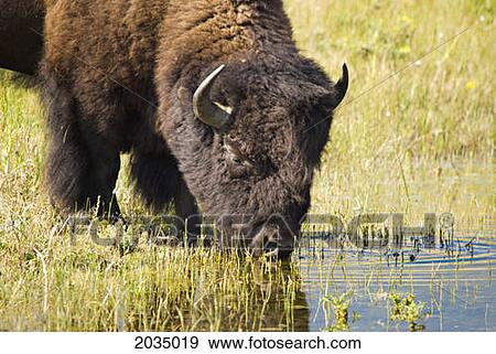Close Up Of Bison Drinking In Waterton Lakes National Park; Alberta Canada View Large Photo Image Stock Photo - Close Up Of Bison Drinking In Waterton Lakes National Park; Alberta Canada. Fotosearch