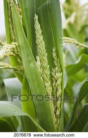 Close up of corn plants seed pods; port colborne ontario canada View Large Photo Image Stock Photo - Close up of corn plants seed pods; port colborne ontario canada. Fotosearch