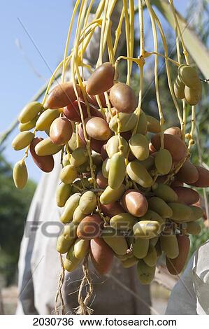 Close Up Of Dates On Tree; Palm Springs California United States Of America View Large Photo Image Stock Photograph - Close Up Of Dates On Tree; Palm Springs California United States Of America. Fotosearch