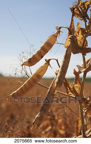 Stock Photography - Close Up Of Dried Peas In A Field With Blue Sky Near Trochu; Alberta Canada. Fotosearch