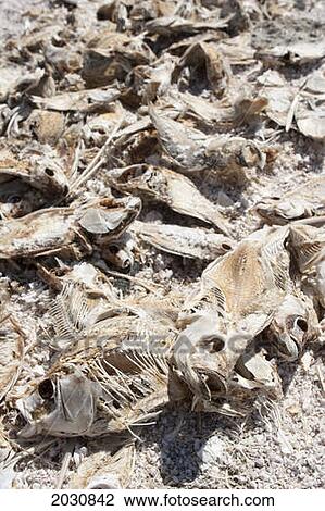 Close Up Of Fish Carcasses On Dried Ground; Palm Springs California United States Of America View Large Photo Image Stock Image - Close Up Of Fish Carcasses On Dried Ground; Palm Springs California United States Of America. Fotosearch