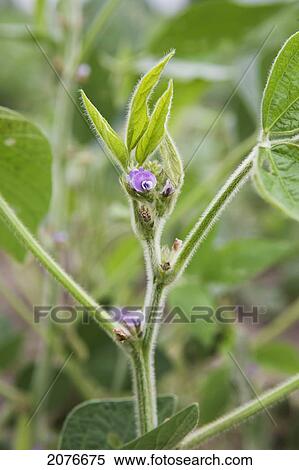 Close up of flowering soy bean plant; port colborne ontario canada View Large Photo Image Stock Photography - Close up of flowering soy bean plant; port colborne ontario canada. Fotosearch