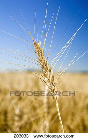 Close Up Of Golden Wheat Head In A Wheat Field With Blue Sky; Alberta Canada View Large Photo Image Stock Image - Close Up Of Golden Wheat Head In A Wheat Field With Blue Sky; Alberta Canada. Fotosearch