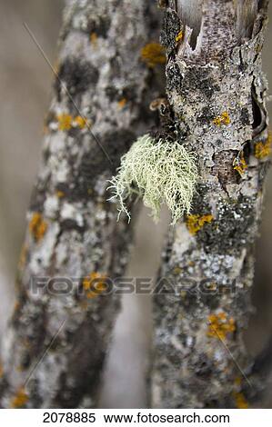 Close up of green moss on a tree trunk with lichen; calgary alberta canada View Large Photo Image Stock Photography - Close up of green moss on a tree trunk with lichen; calgary alberta canada. Fotosearch