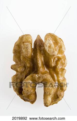 Close up of half of a walnut on a white background; calgary alberta canada View Large Photo Image Stock Image - Close up of half of a walnut on a white background; calgary alberta canada. Fotosearch
