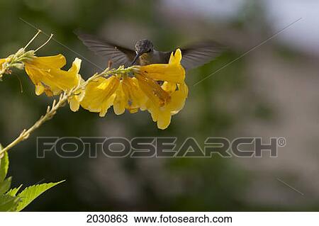 Close Up Of Hummingbird On Yellow Flowers; Palm Springs California United States Of America View Large Photo Image Stock Image - Close Up Of Hummingbird On Yellow Flowers; Palm Springs California United States Of America. Fotosearch