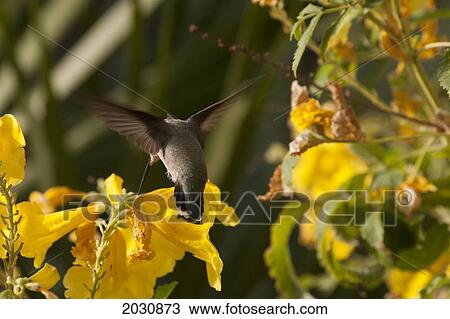 Close Up Of Hummingbird On Yellow Flowers; Palm Springs California United States Of America View Large Photo Image Stock Image - Close Up Of Hummingbird On Yellow Flowers; Palm Springs California United States Of America. Fotosearch