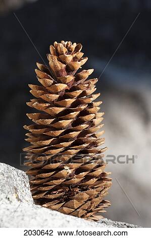 Close Up Of Large Pine Cone On A Rock; Palm Springs California United States Of America View Large Photo Image Stock Image - Close Up Of Large Pine Cone On A Rock; Palm Springs California United States Of America. Fotosearch
