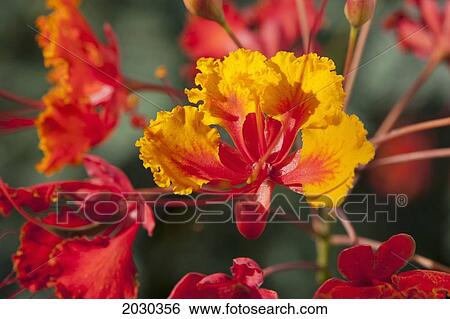 Close Up Of Mexican Bird Of Paradise (Caesalpinia Pulcherrima) Flowers; Palm Springs California United States Of America View Large Photo Image Stock Photograph - Close Up Of Mexican Bird Of Paradise (Caesalpinia Pulcherrima) Flowers; Palm Springs California United States Of America. Fotosearch