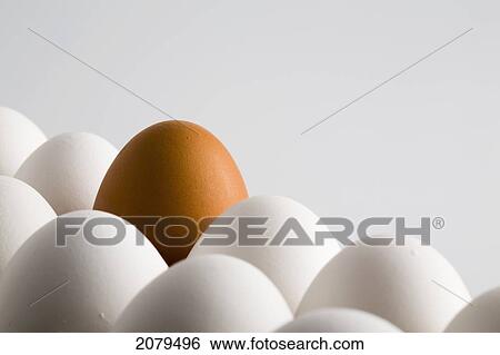 Close up of one brown shelled egg amongst several white shelled eggs on a white background; calgary alberta canada View Large Photo Image Stock Photograph - Close up of one brown shelled egg amongst several white shelled eggs on a white background; calgary alberta canada. Fotosearch