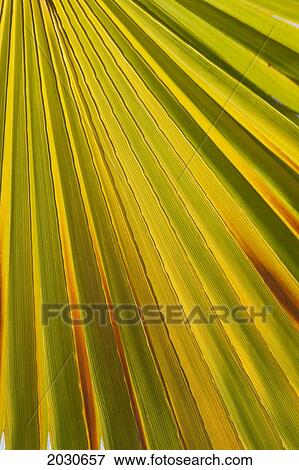 Stock Photo - Close Up Of Palm Leaf Backlit And Glowing; Palm Springs California United States Of America. Fotosearch