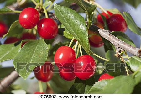 Close Up Of Ripe Cherries On Branch Of A Tree; Calgary Alberta Canada View Large Photo Image Stock Image - Close Up Of Ripe Cherries On Branch Of A Tree; Calgary Alberta Canada. Fotosearch