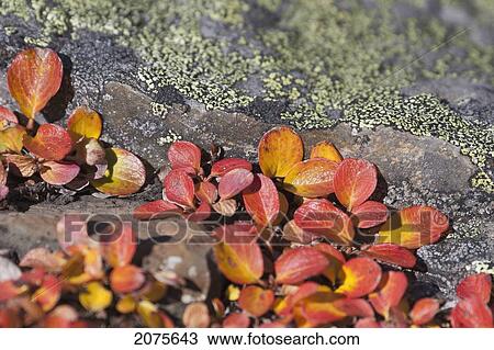 Close Up Of The Fall Colours Of Mountain Ground Cover With Lichen On The Rocks; Alberta Canada View Large Photo Image Stock Image - Close Up Of The Fall Colours Of Mountain Ground Cover With Lichen On The Rocks; Alberta Canada. Fotosearch