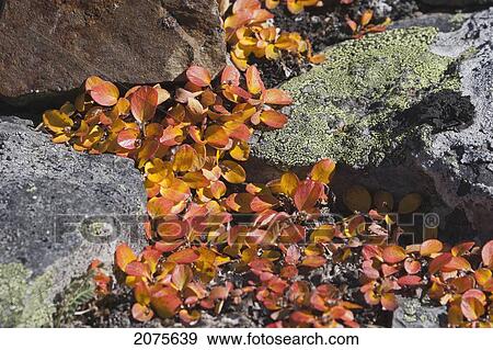 Close Up Of The Fall Colours Of Mountain Ground Cover With Lichen On The Rocks; Alberta Canada View Large Photo Image Stock Photo - Close Up Of The Fall Colours Of Mountain Ground Cover With Lichen On The Rocks; Alberta Canada. Fotosearch