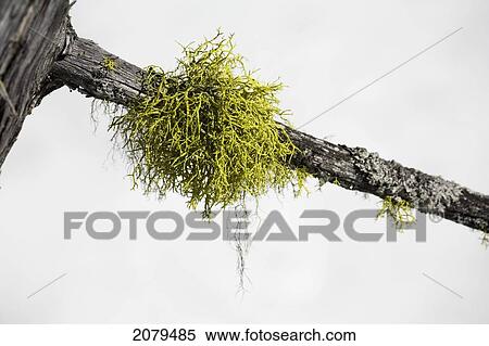 Close up of tree moss on dead tree branch in the winter with snow in background; waterton alberta canada View Large Photo Image Stock Photography - Close up of tree moss on dead tree branch in the winter with snow in background; waterton alberta canada. Fotosearch