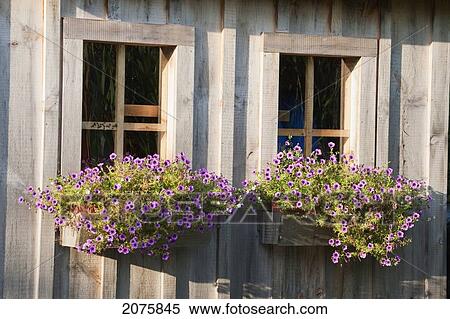 Stock Photography - Close Up Of Two Windows With Flowering Planter Boxes On Wooden Shed; Flesherton Ontario Canada. Fotosearch