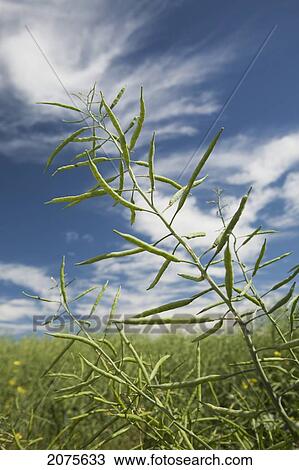 Stock Image - Close Up Of Unripe Canola With Clouds And Blue Sky In Background South Of Cochrane; Alberta Canada. Fotosearch