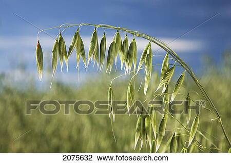 Stock Image - Close Up Of Unripe Oats With Blue Sky In Background South Of Cochrane; Alberta Canada. Fotosearch