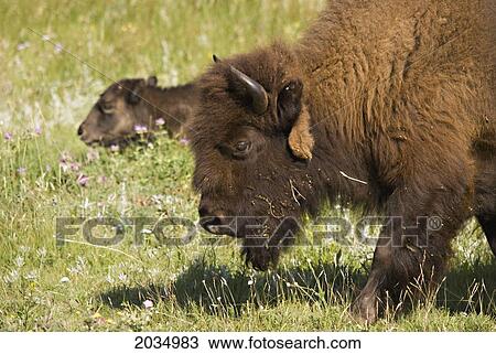 Close-Up Portrait Of A Bison With Calf In The Background In Waterton Lakes National Park; Alberta Canada View Large Photo Image Stock Image - Close-Up Portrait Of A Bison With Calf In The Background In Waterton Lakes National Park; Alberta Canada. Fotosearch