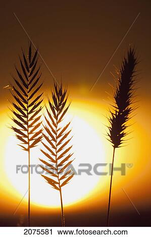 Stock Image - Close Up Silhouette Of Grass Seed Heads With The Orange Glow Of Sunrise; Calgary Alberta Canada. Fotosearch