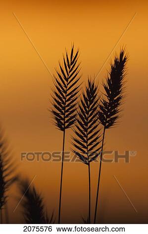 Close Up Silhouette Of Grass Seed Heads With An Orange Glow At Sunrise; View Large Photo Image Stock Photograph - Close Up Silhouette Of Grass Seed Heads With An Orange Glow At Sunrise;. Fotosearch